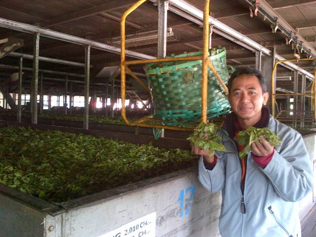 Agus Setiyadi T.Y.,S.E., Area Marketing Blesstea Wilayah Jakarta, Banten, Bali dan Lombok menunjukkan areal kebun teh hitam yang memproduksi the hitam Blesstea yang terbukti memiliki khasiat yang luar biasa untuk kesehatan