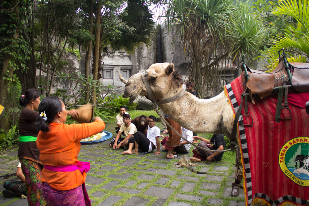 Persembayangan upaca tumpek kandang di Bali Safari & Marine Park