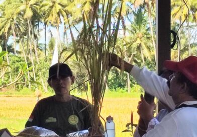 Panen Perdana Padi Lokal Sri Sedana di Subak Uma Kumbuh Gianyar, Produksi Menjanjikan Panen Perdana Padi Lokal Sri Sedana di Subak Uma Kumbuh Gianyar, Produksi Menjanjikan