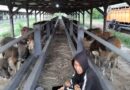 Truk Angkut 25 Ekor Sapi Dengan Dokumen Palsu Diamankan di Gilimanuk